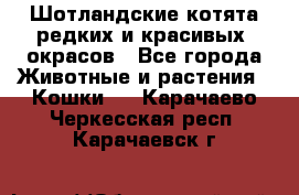 Шотландские котята редких и красивых  окрасов - Все города Животные и растения » Кошки   . Карачаево-Черкесская респ.,Карачаевск г.